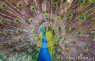 Beautiful Indian peacock displaying his tail Stock Photo